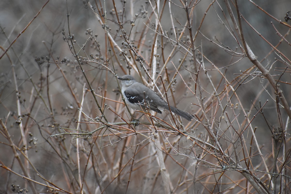 Northern Mockingbird - ML633398375