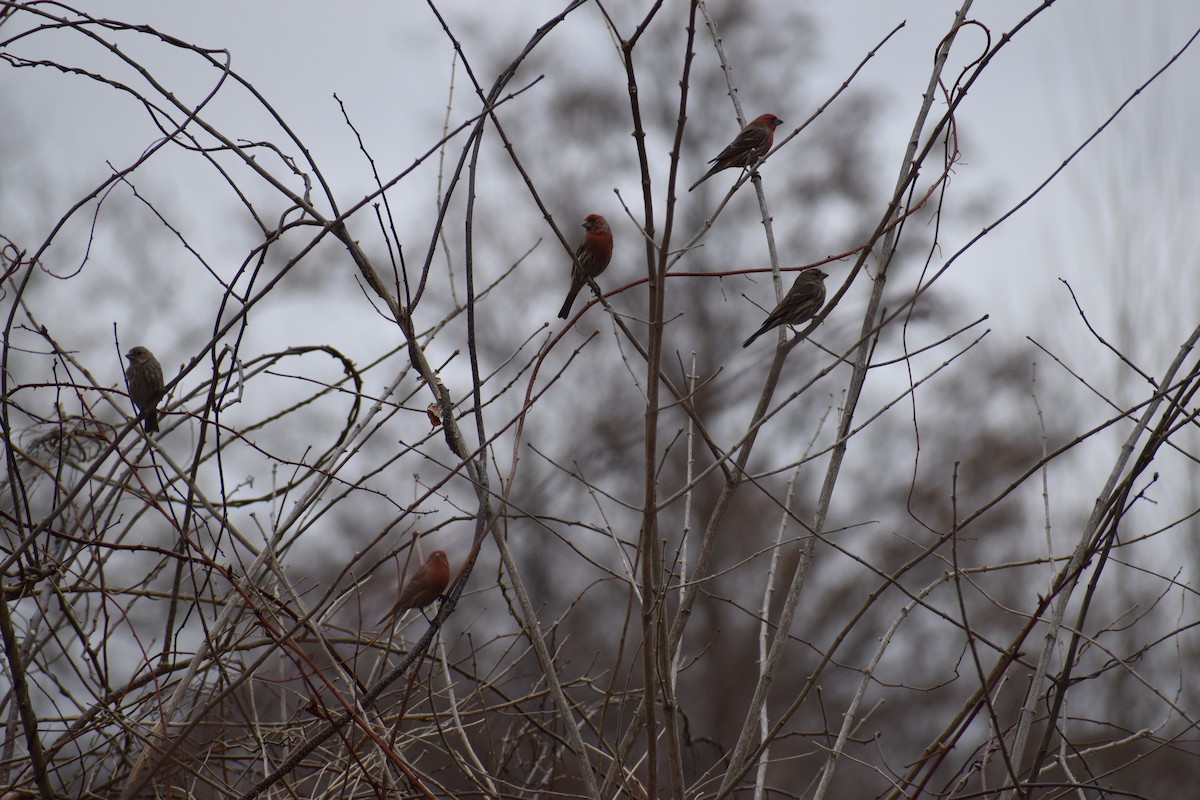 House Finch - ML633398399