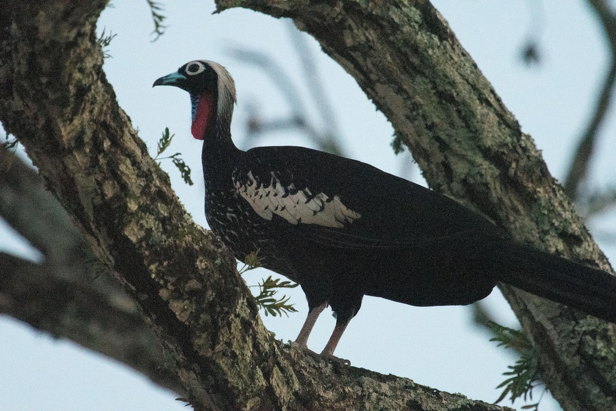 Black-fronted Piping-Guan - ML633398463