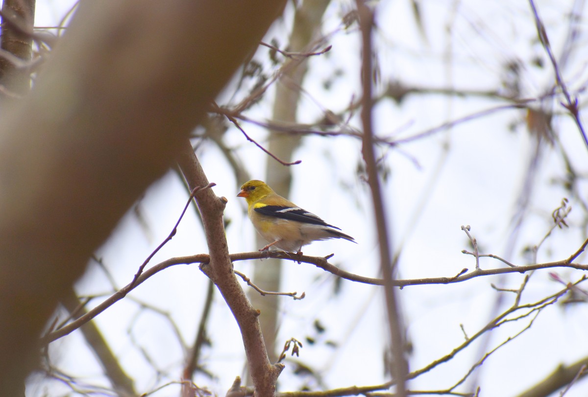 American Goldfinch - ML633398467