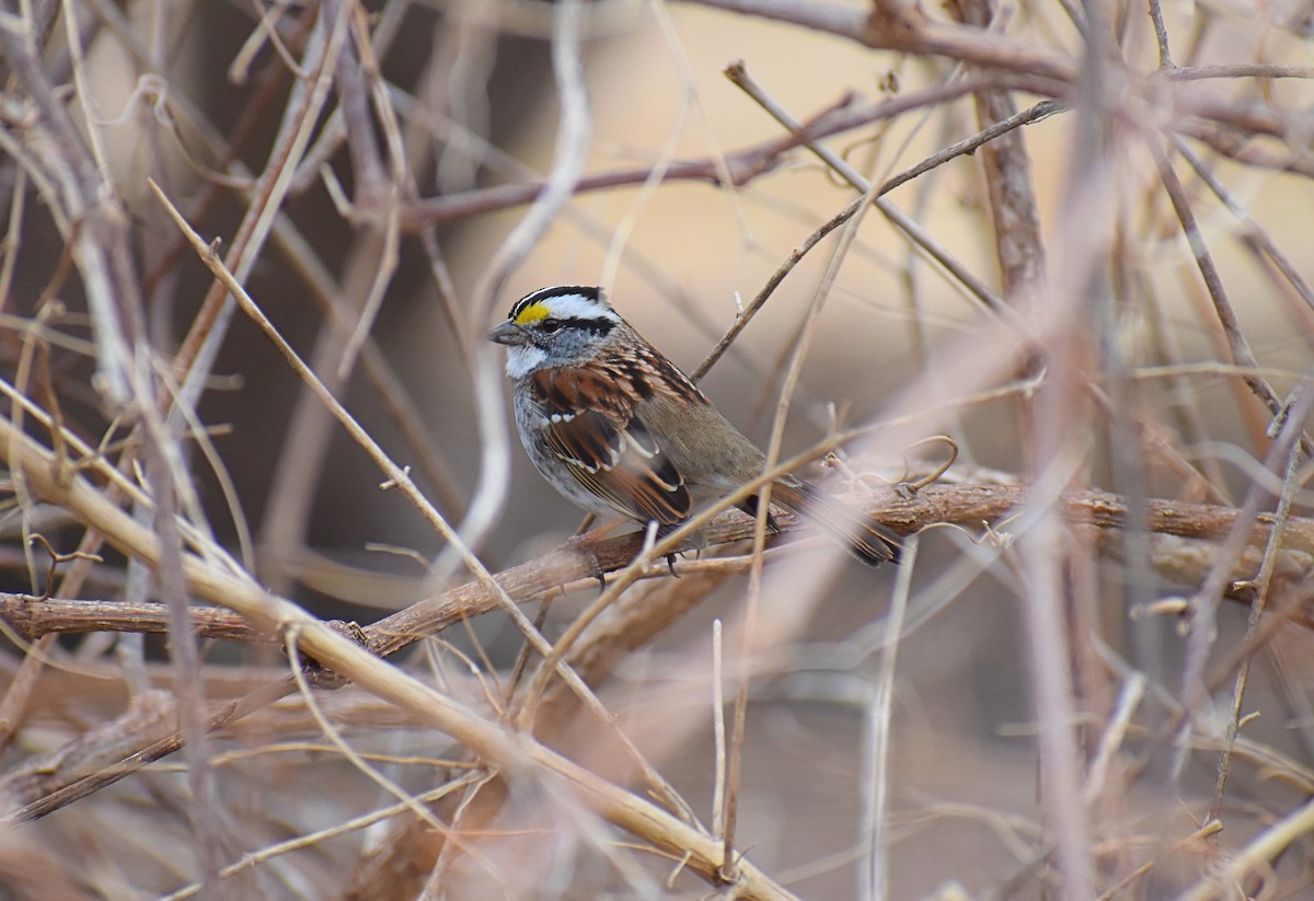 White-throated Sparrow - ML633398512