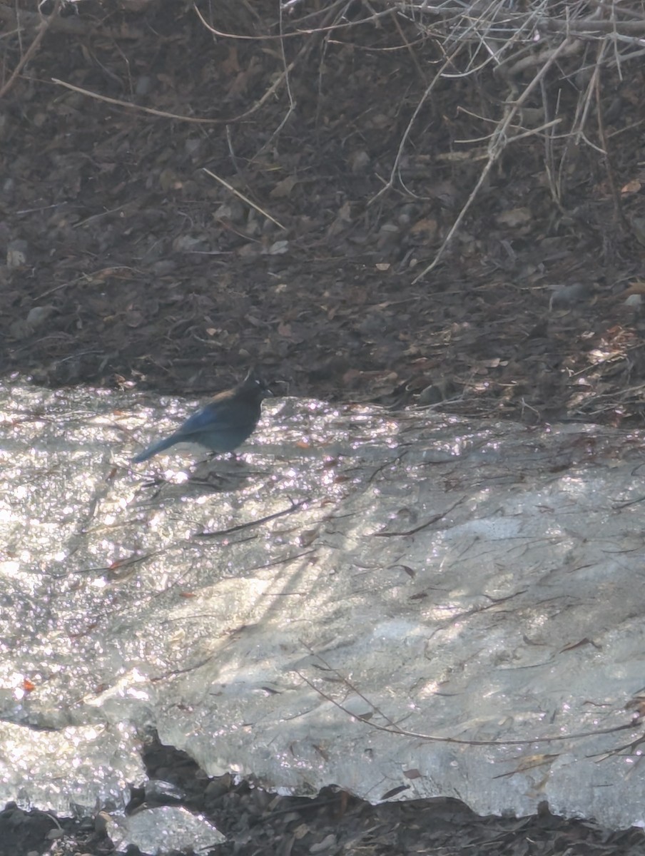 Steller's Jay - ML633398596