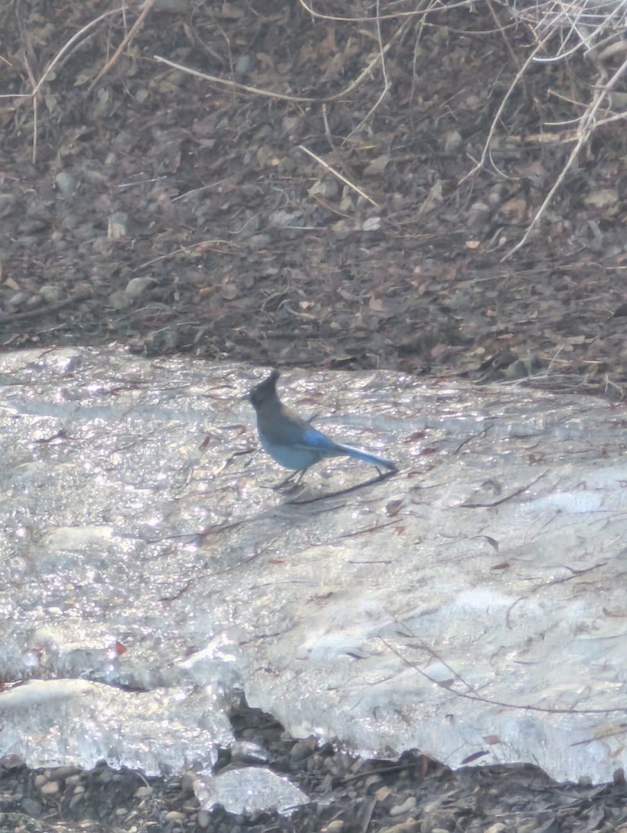 Steller's Jay - ML633398597