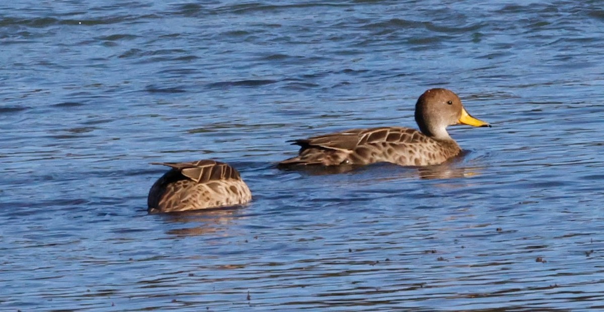 Yellow-billed Pintail - ML633398653