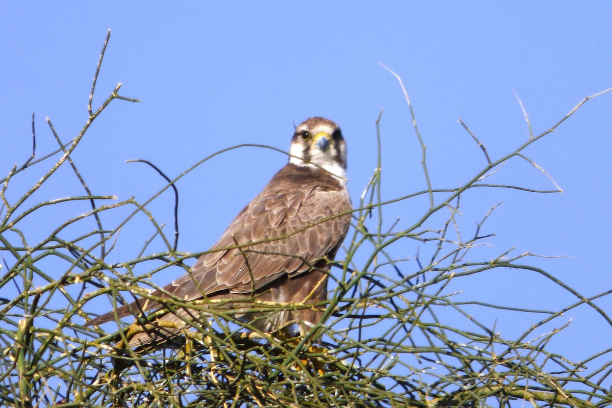 Laggar Falcon - ML633398662