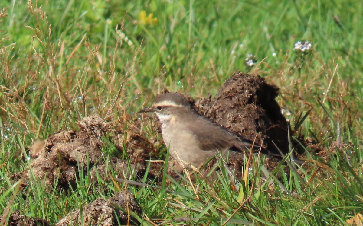 Buff-winged Cinclodes - ML633398682