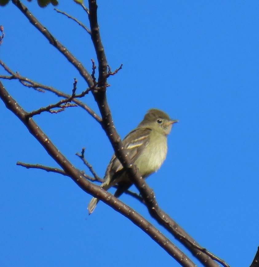 White-crested Elaenia - ML633398701