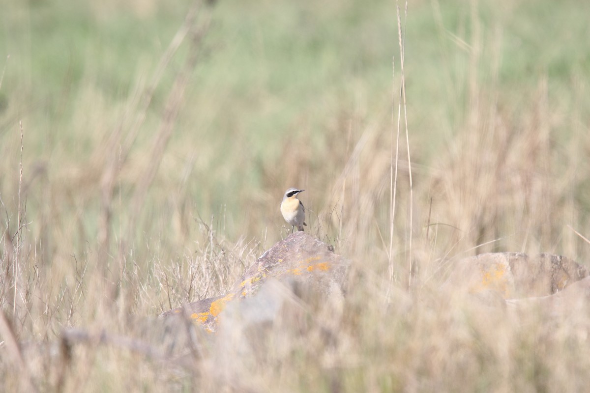 Northern Wheatear (Greenland) - ML633398710