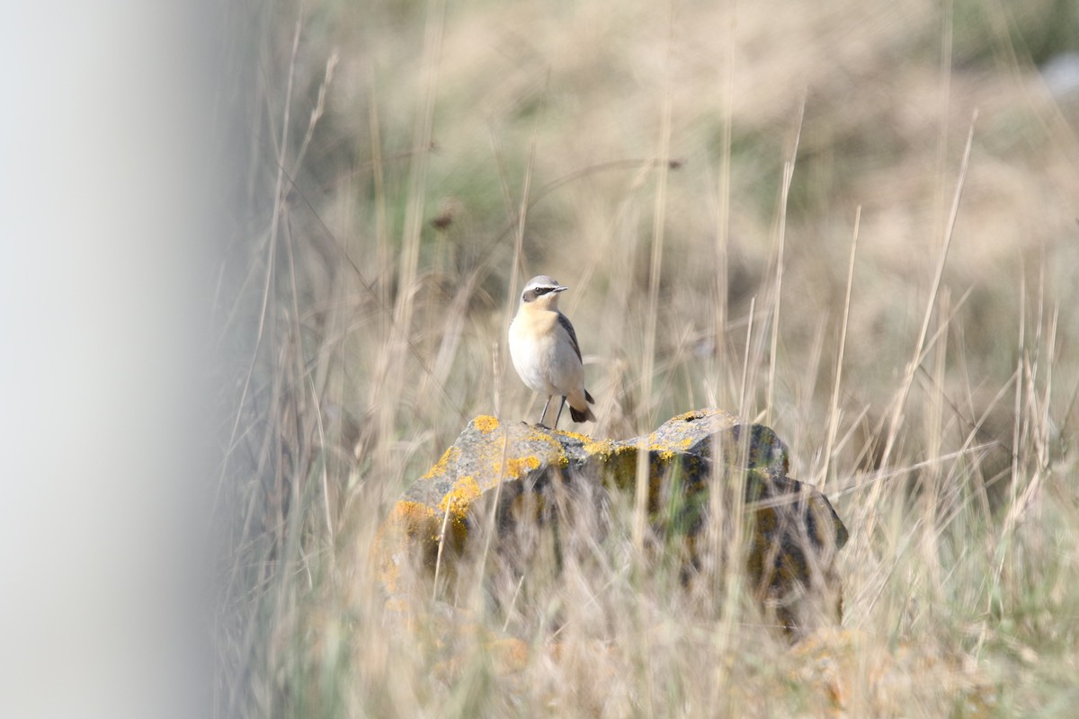 Northern Wheatear (Greenland) - ML633398712
