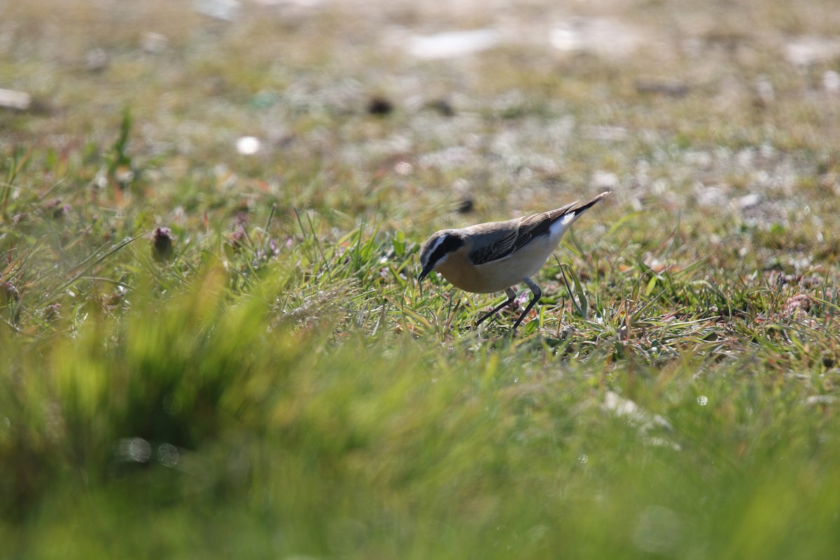 Northern Wheatear (Greenland) - ML633398713