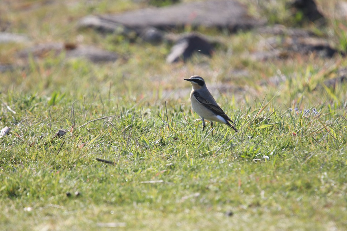 Northern Wheatear (Greenland) - ML633398715