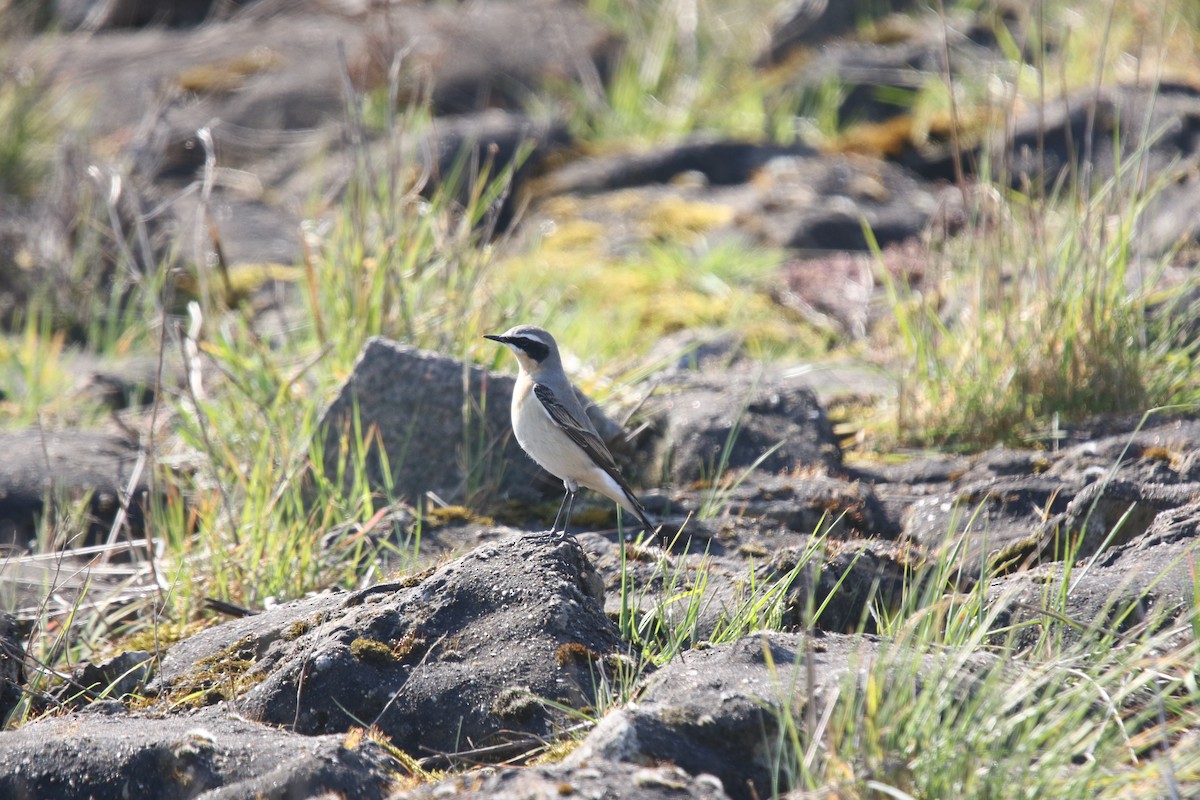 Northern Wheatear (Greenland) - ML633398716