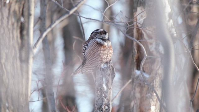 Northern Hawk Owl - ML633398757