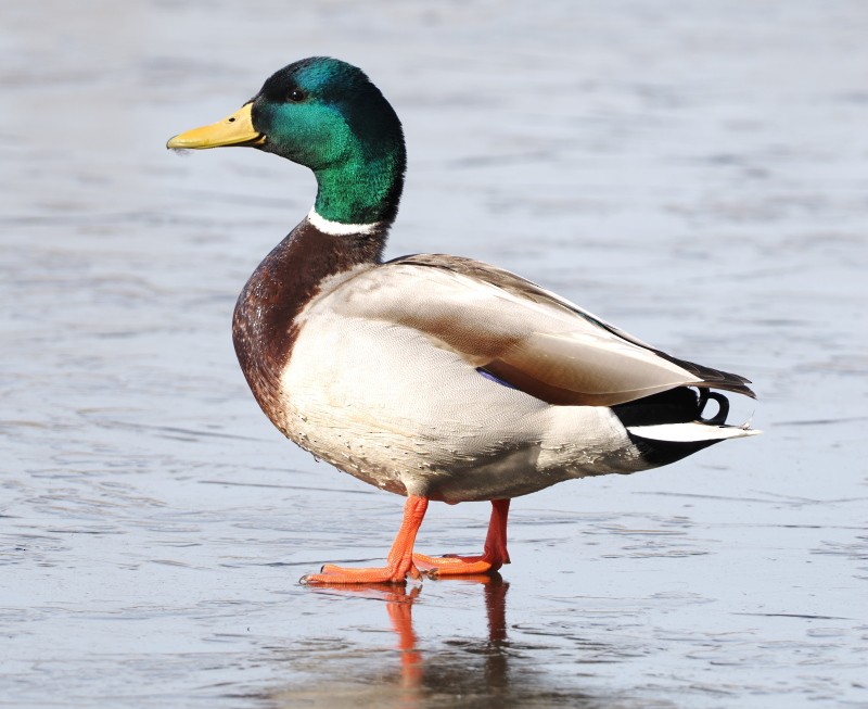 Canard colvert - ML633398769