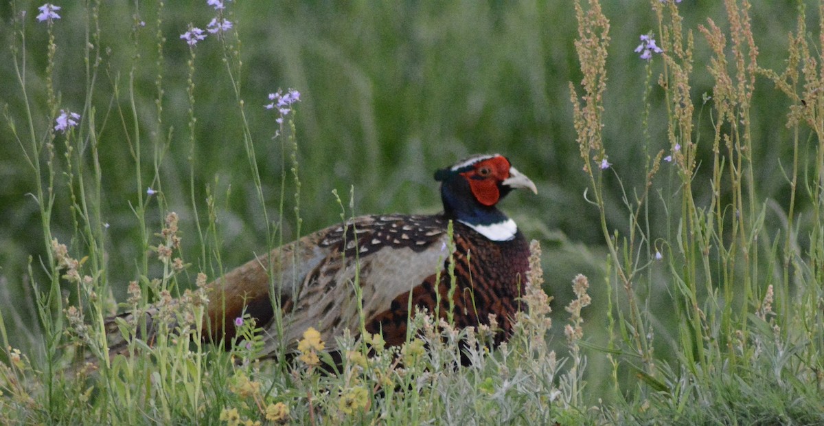 Faisai arrunta - ML633398878