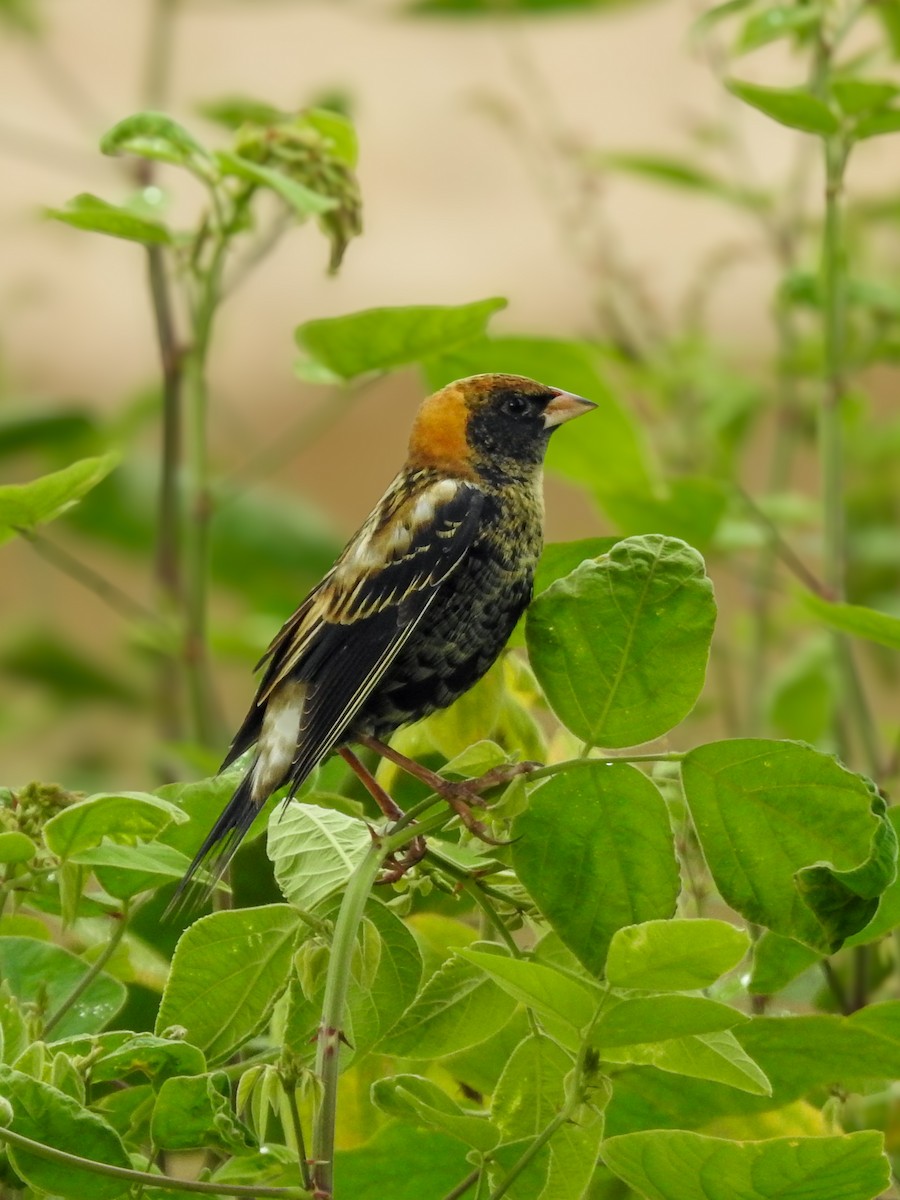 Bobolink - Cesar Augusto Pizarro Rios