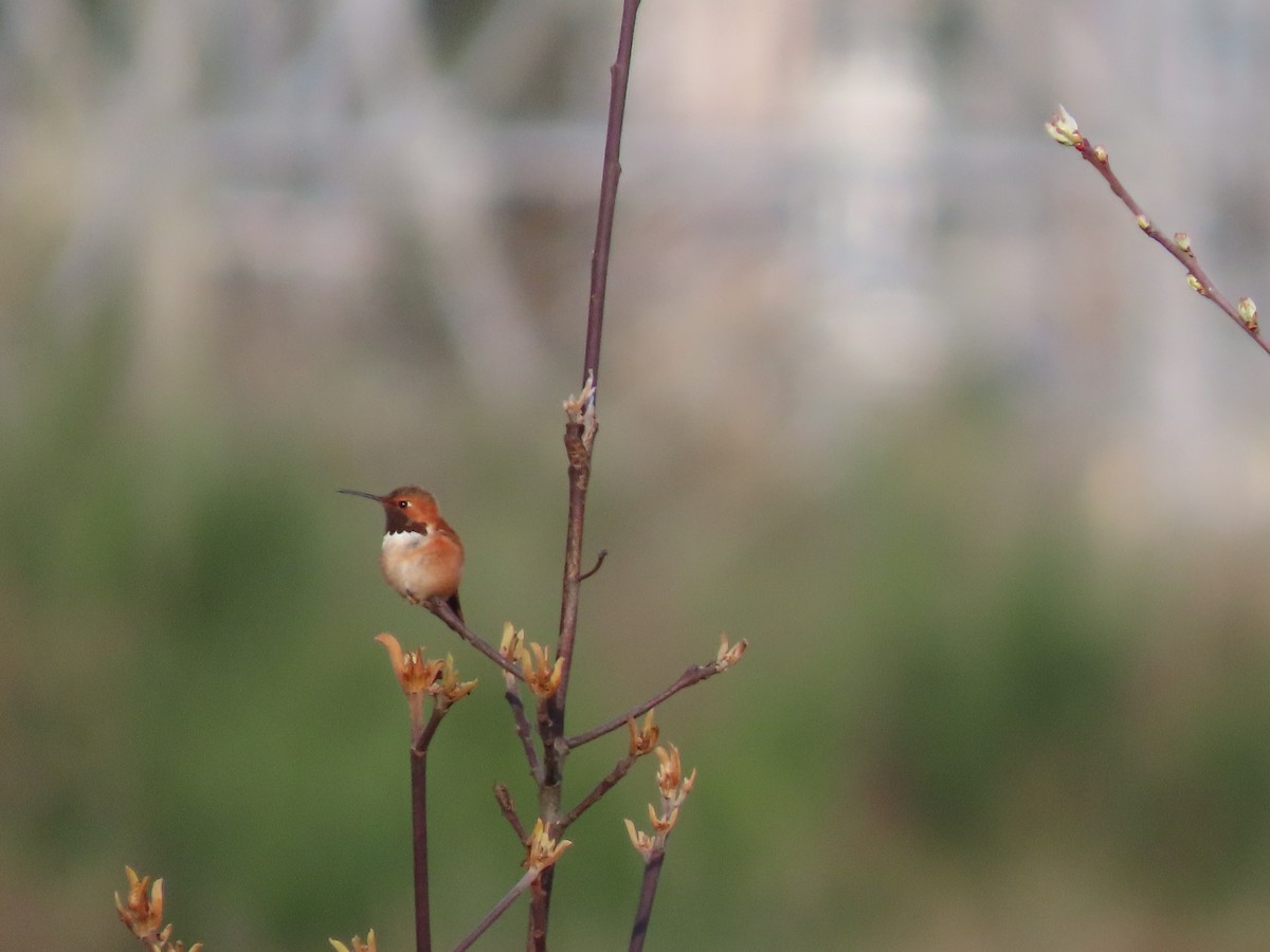 Rufous Hummingbird - ML633398962