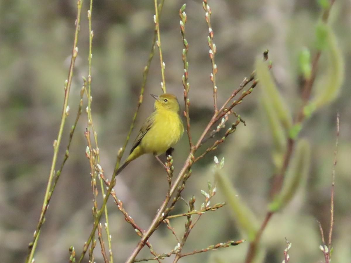 Orange-crowned Warbler - ML633398970