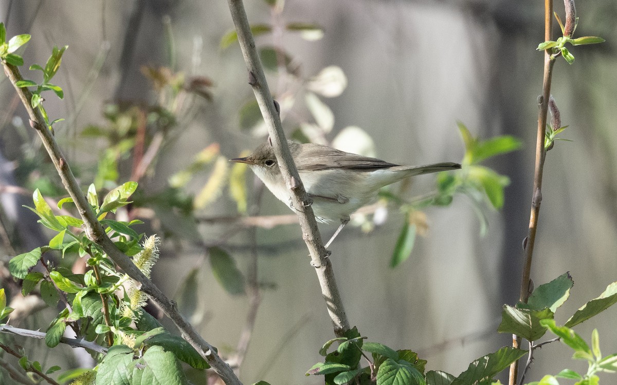 Western Olivaceous Warbler - ML633398997