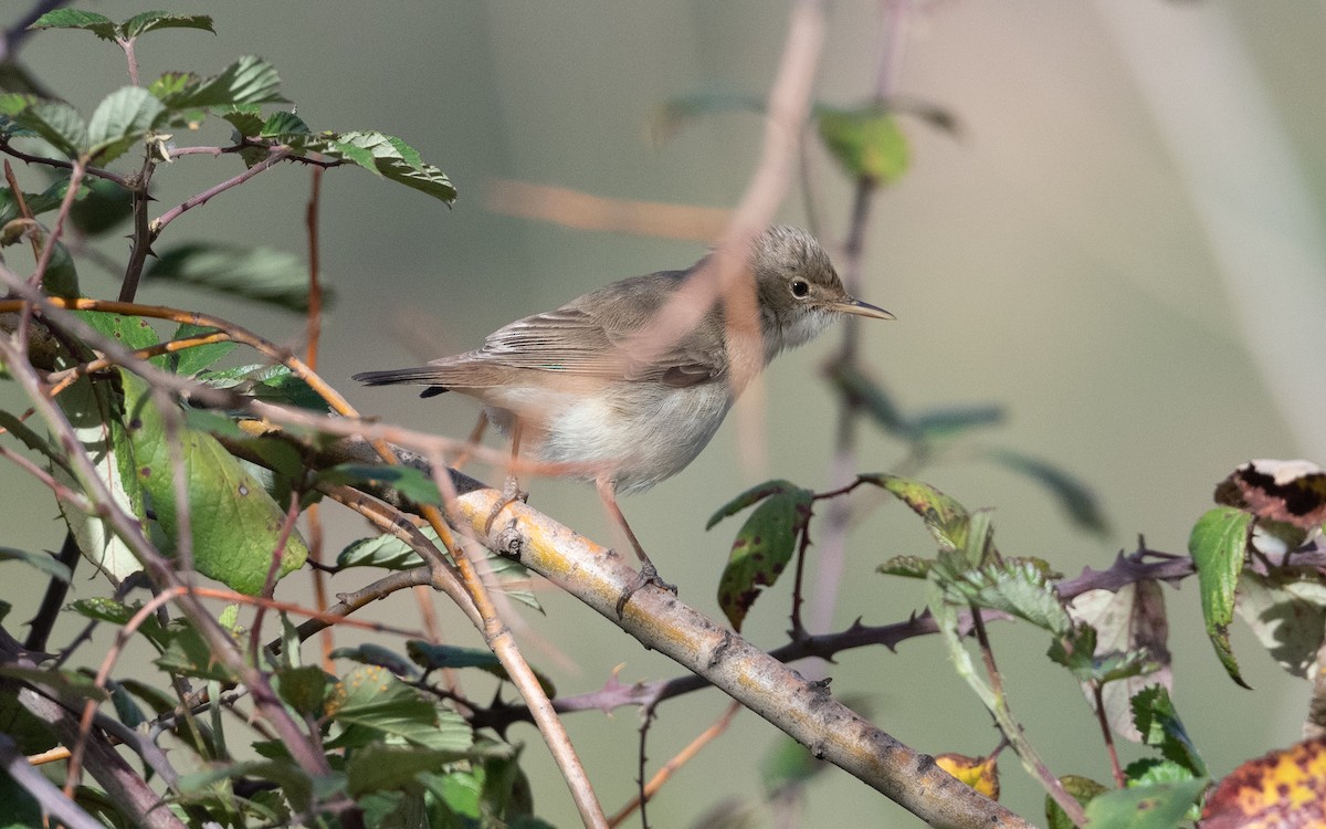Western Olivaceous Warbler - ML633398998