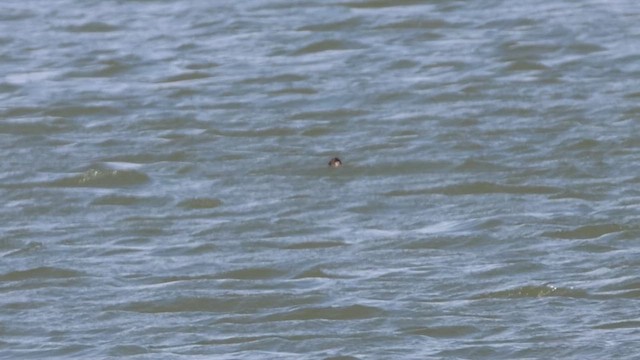 Ruddy Duck - ML633399201