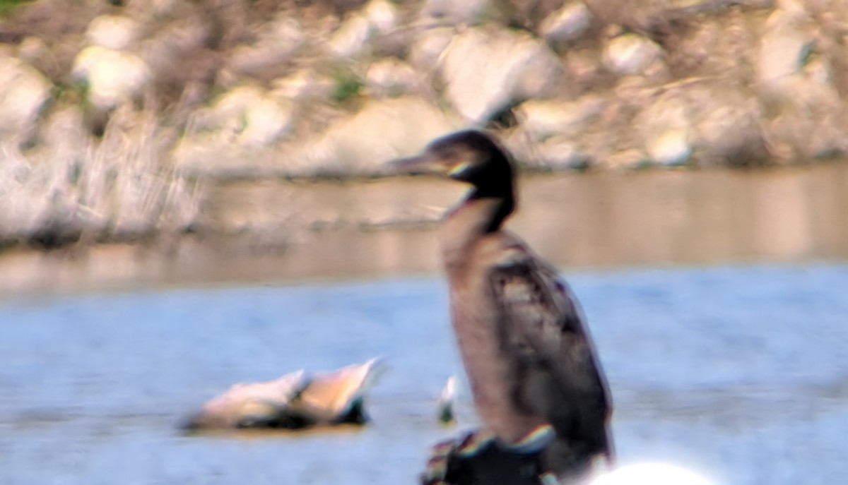 Humboldtscharbe - ML633399203