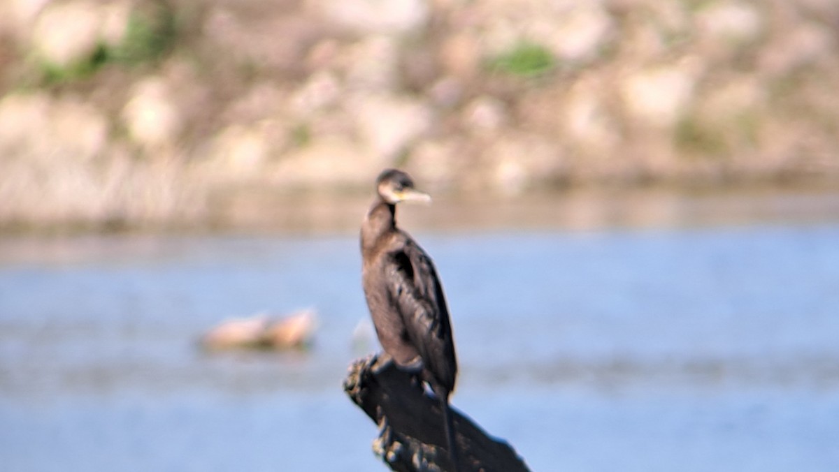 Humboldtscharbe - ML633399211