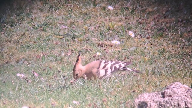 Eurasian Hoopoe (Eurasian) - ML633399224