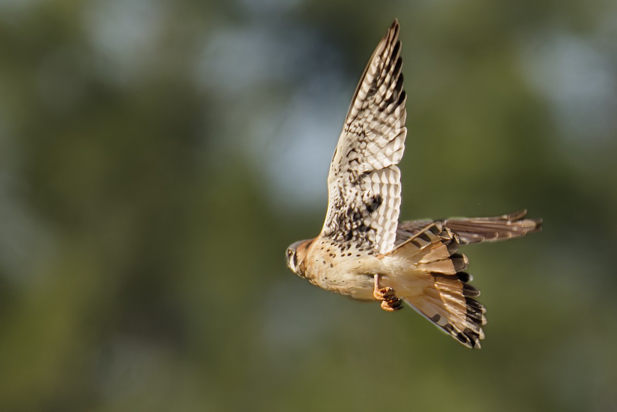 American Kestrel - ML633399281