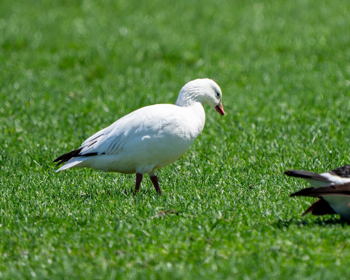 Ross's Goose - ML633399318