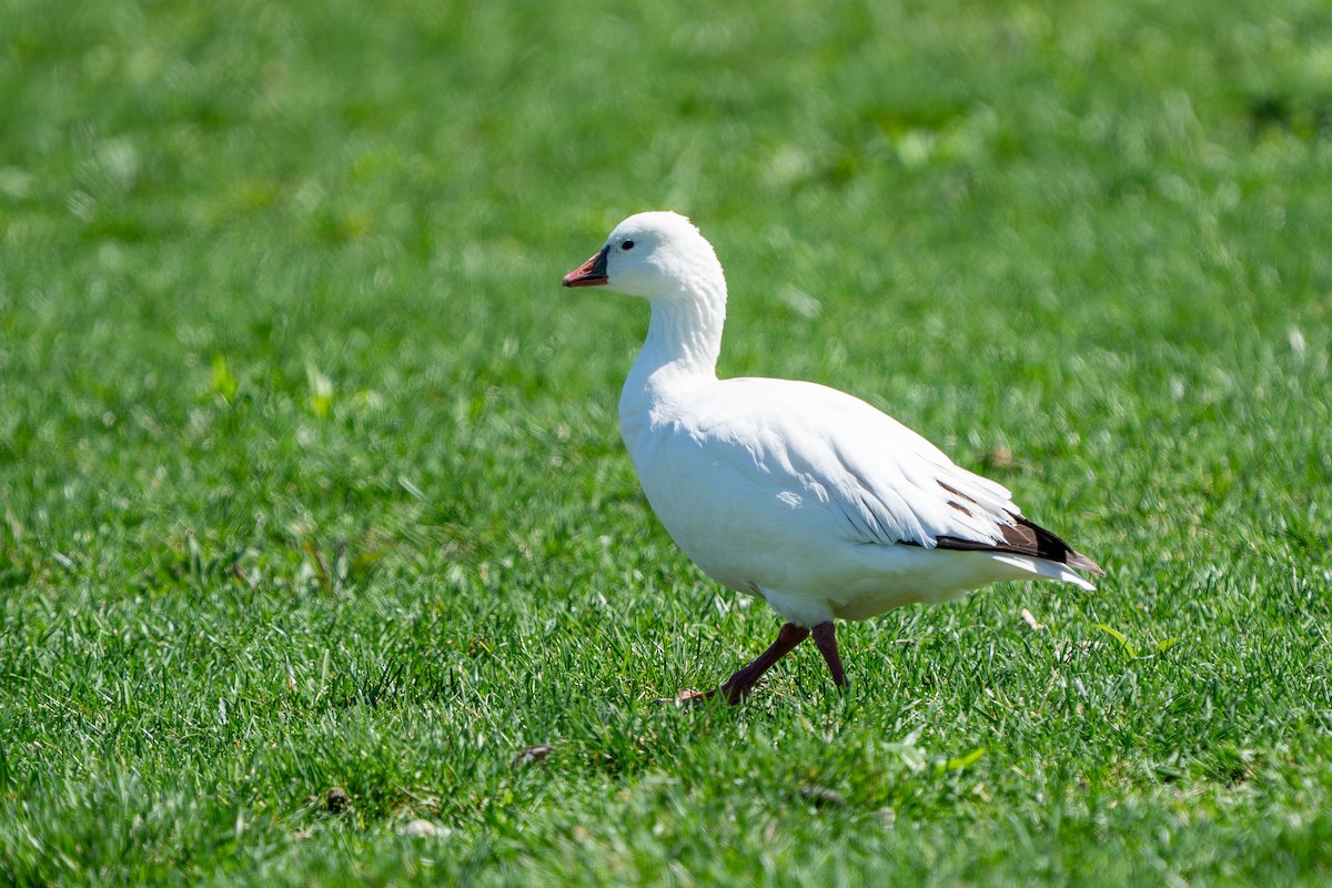 Ross's Goose - ML633399319