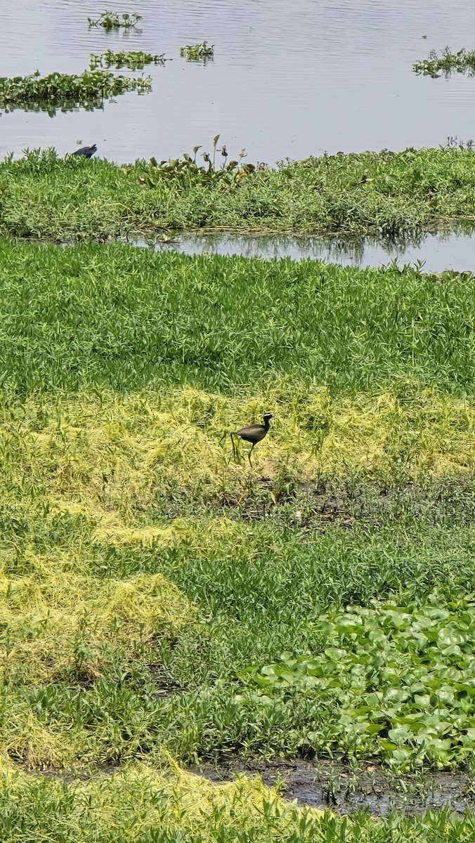 Bronzeblatthühnchen - ML633399417