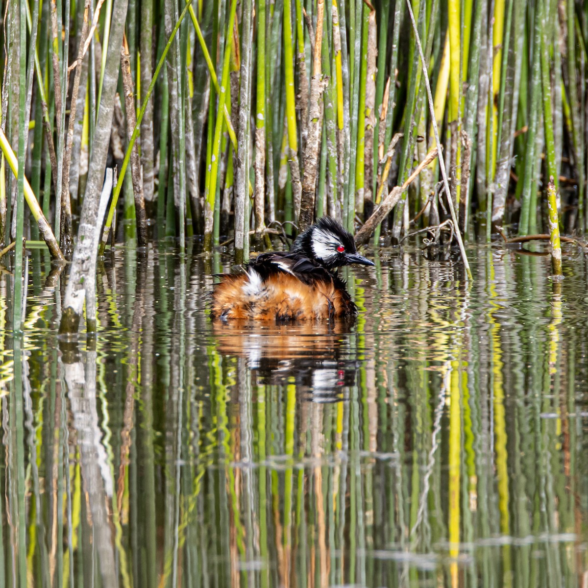 White-tufted Grebe - ML633399475