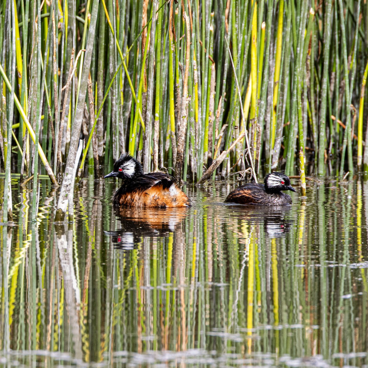 White-tufted Grebe - ML633399476