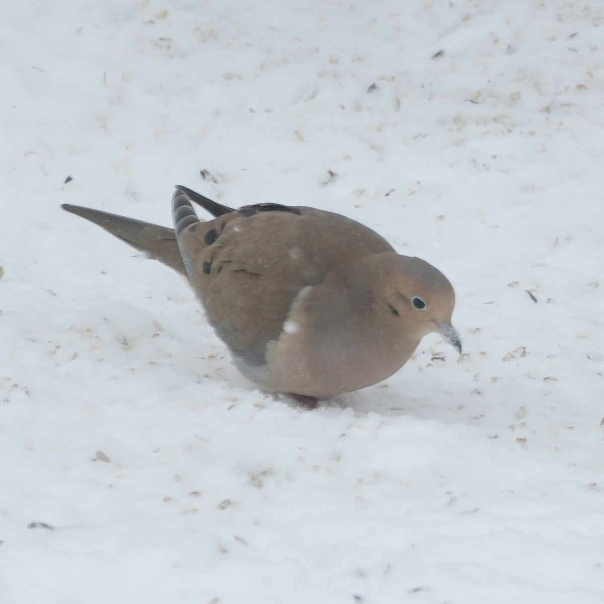 Mourning Dove - ML633399503