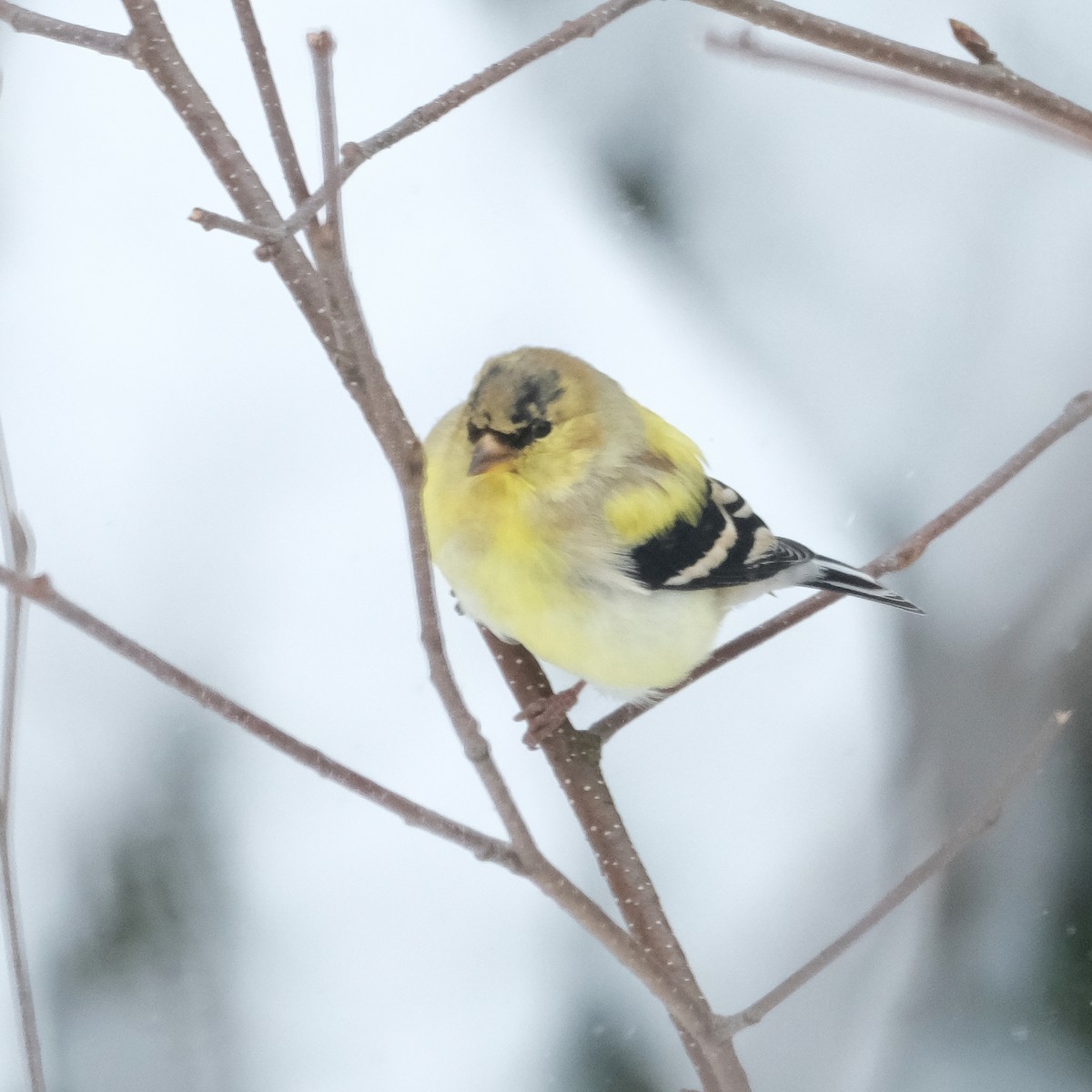 American Goldfinch - ML633399517