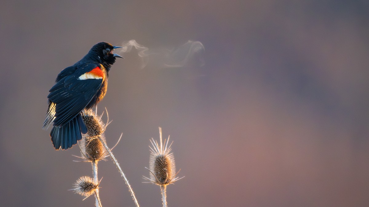 Red-winged Blackbird - ML633399532
