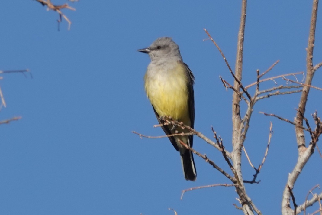 Western Kingbird - ML633399556