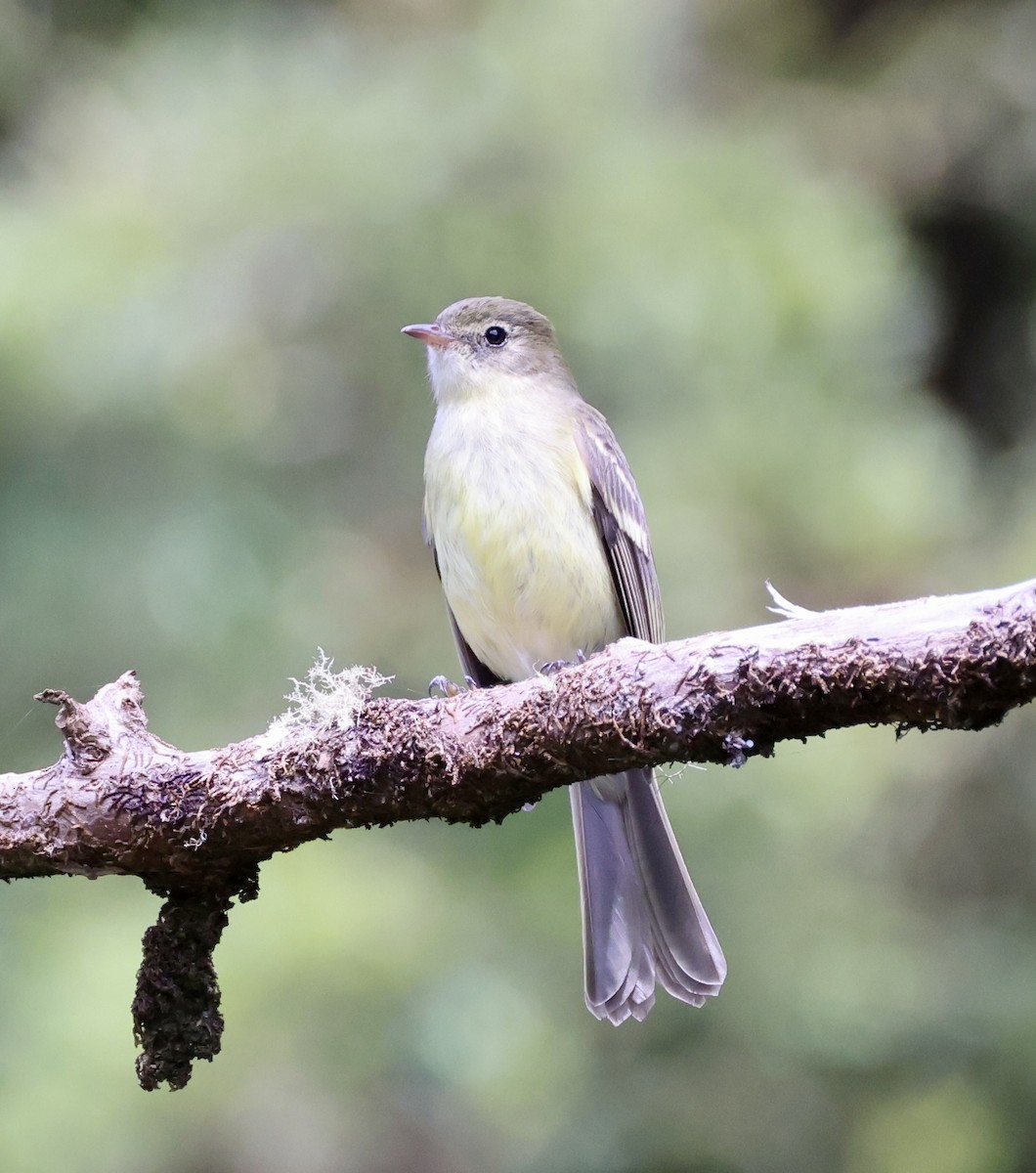 Greater Antillean Elaenia (Jamaican) - ML633399559