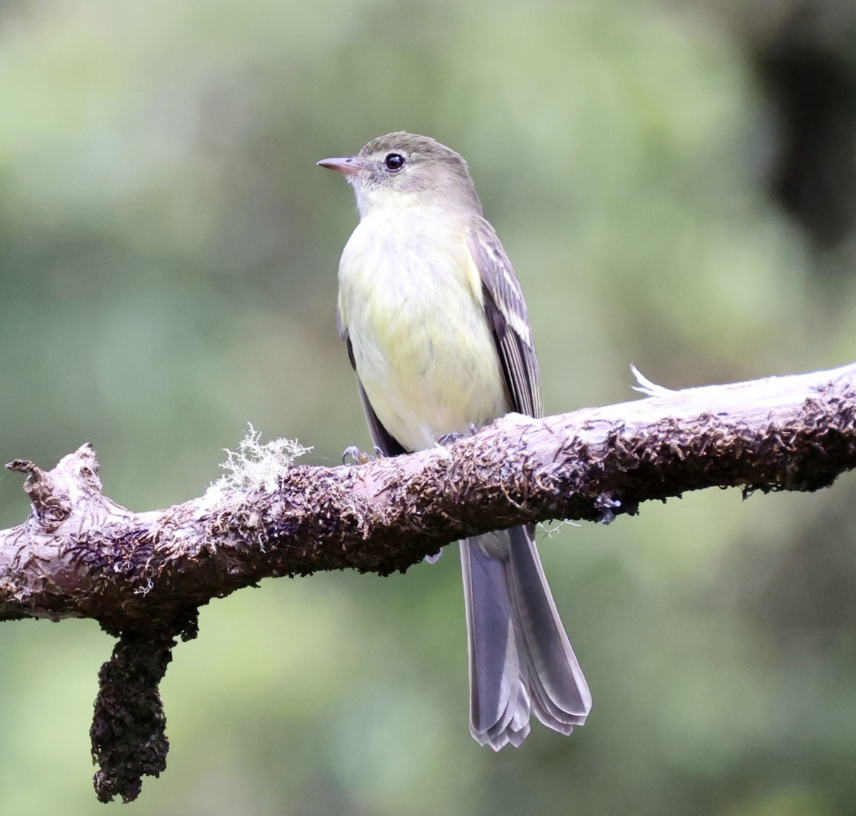 Greater Antillean Elaenia (Jamaican) - ML633399560