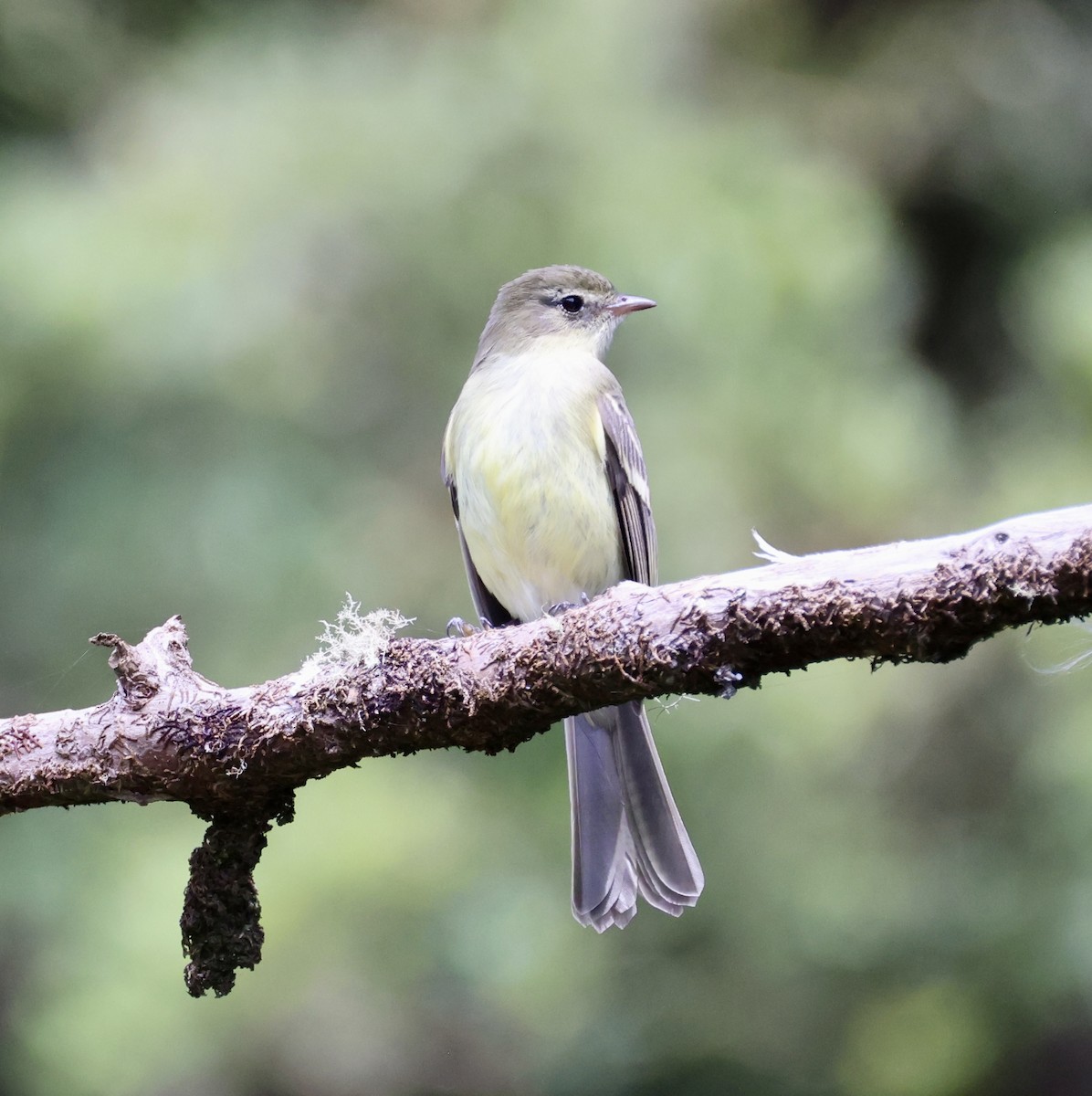 Greater Antillean Elaenia (Jamaican) - ML633399561