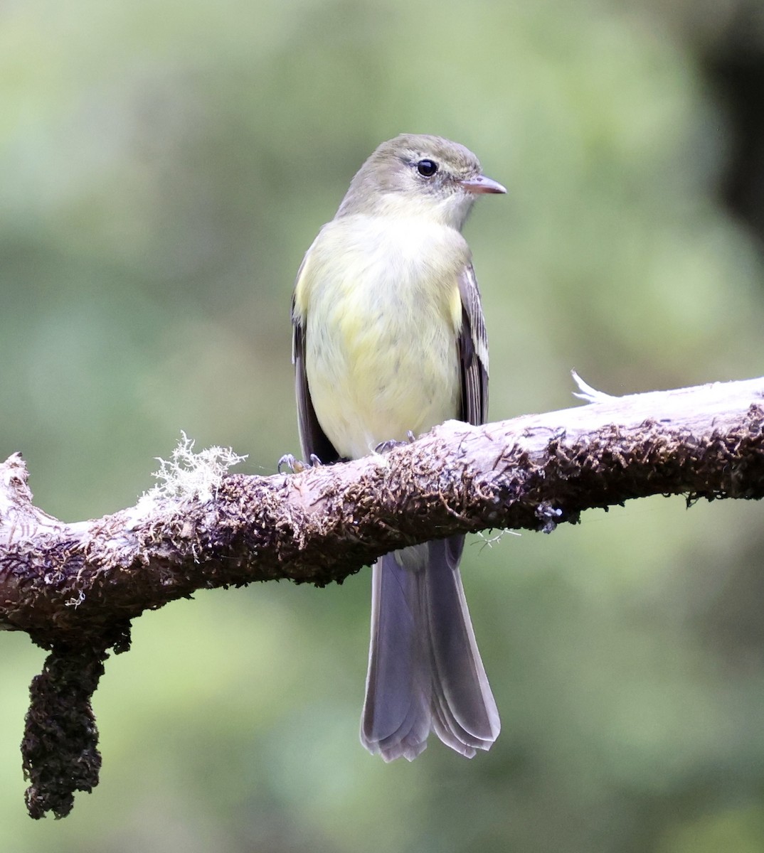 Greater Antillean Elaenia (Jamaican) - ML633399562