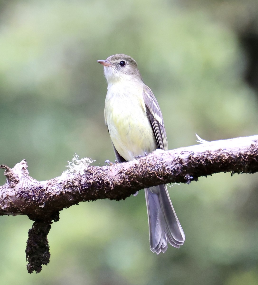 Greater Antillean Elaenia (Jamaican) - ML633399563