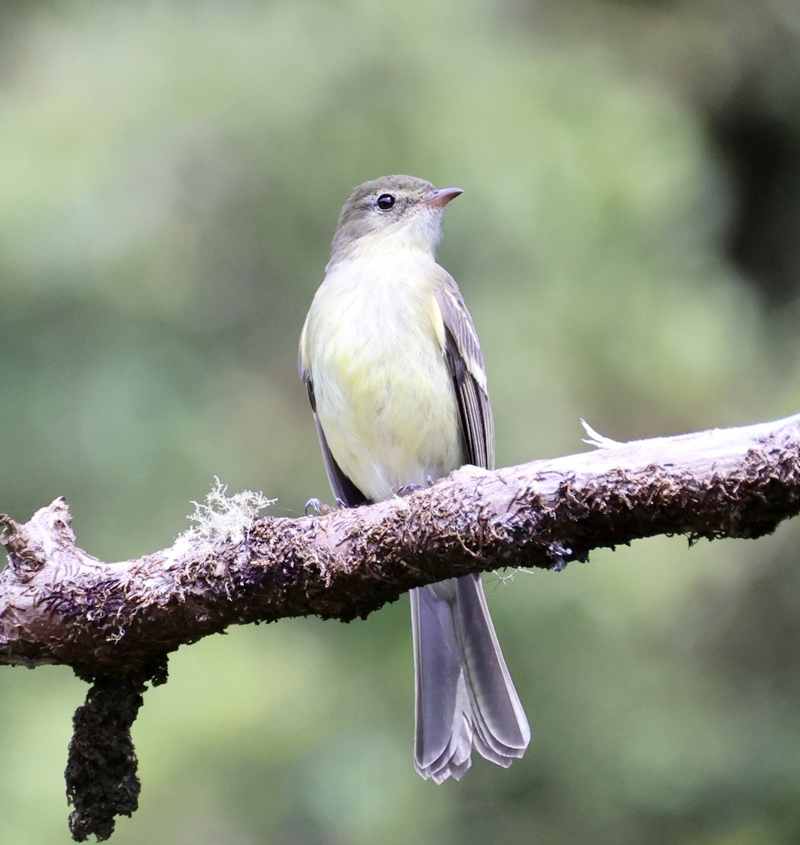 Greater Antillean Elaenia (Jamaican) - ML633399564