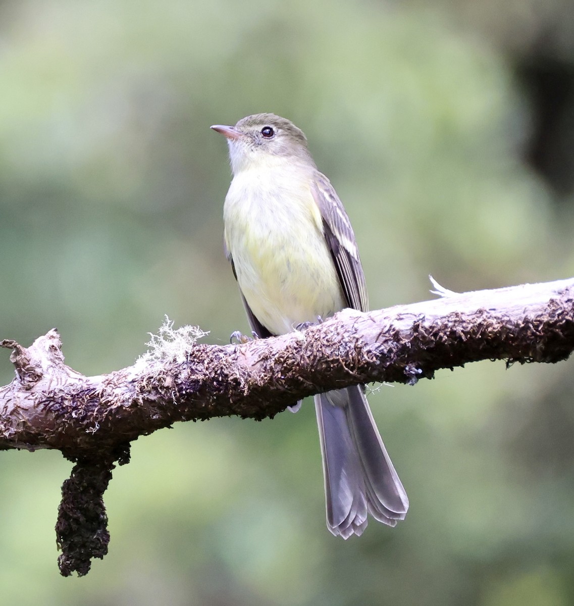 Greater Antillean Elaenia (Jamaican) - ML633399565