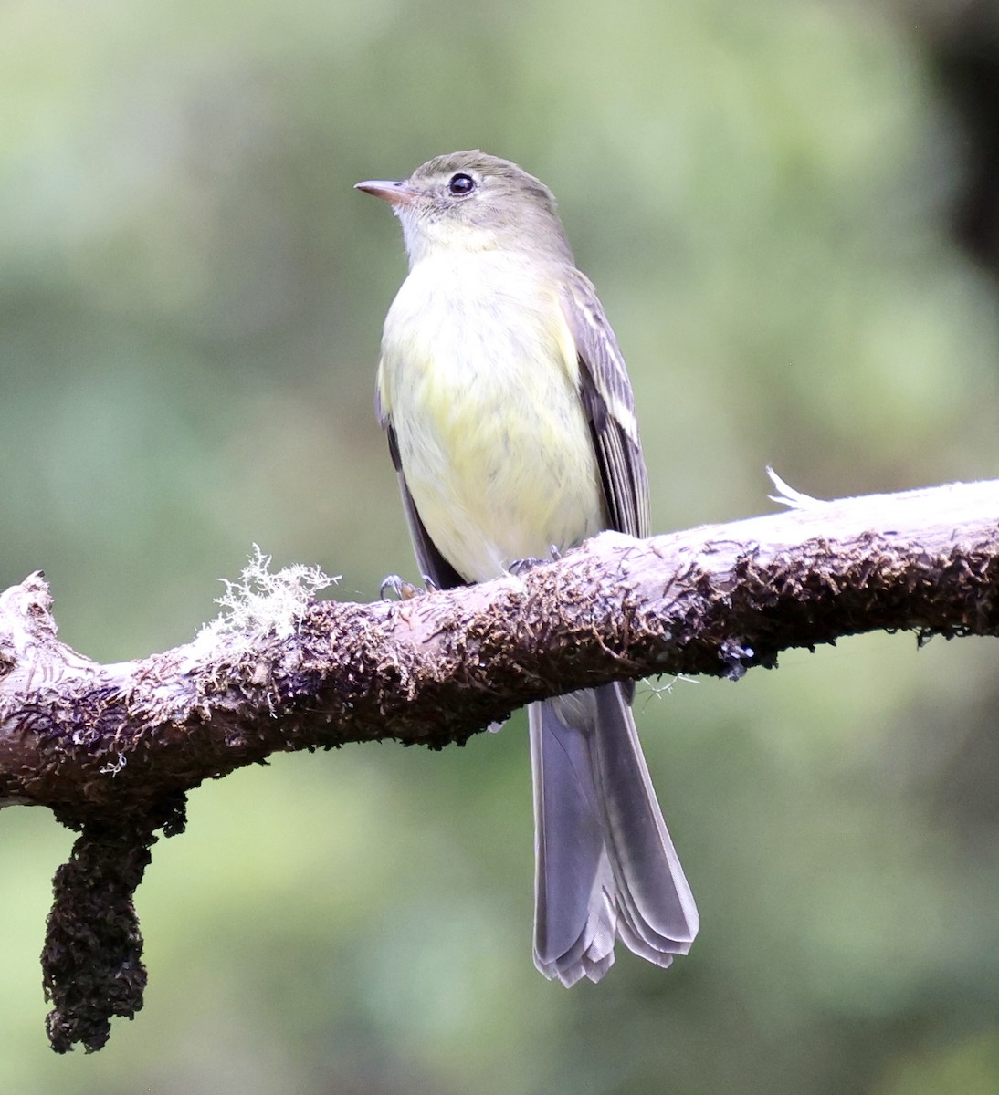 Greater Antillean Elaenia (Jamaican) - ML633399566
