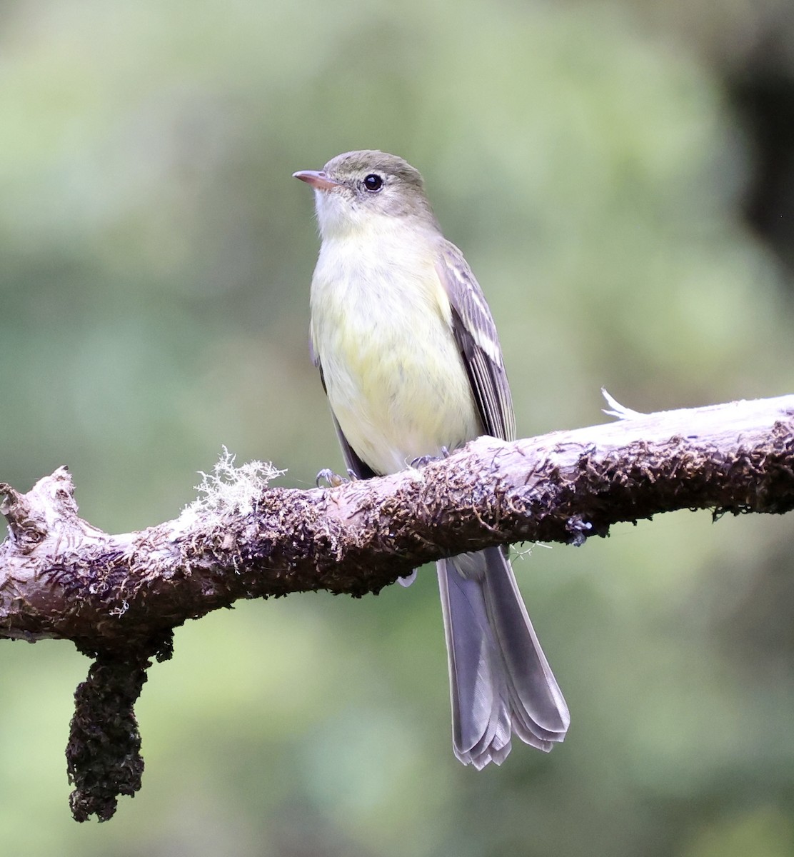 Greater Antillean Elaenia (Jamaican) - ML633399567