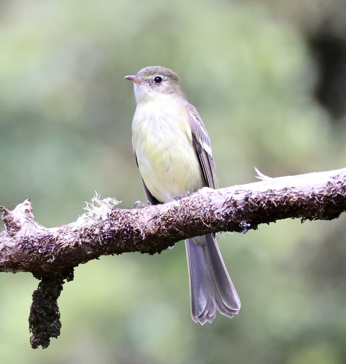 Greater Antillean Elaenia (Jamaican) - ML633399568