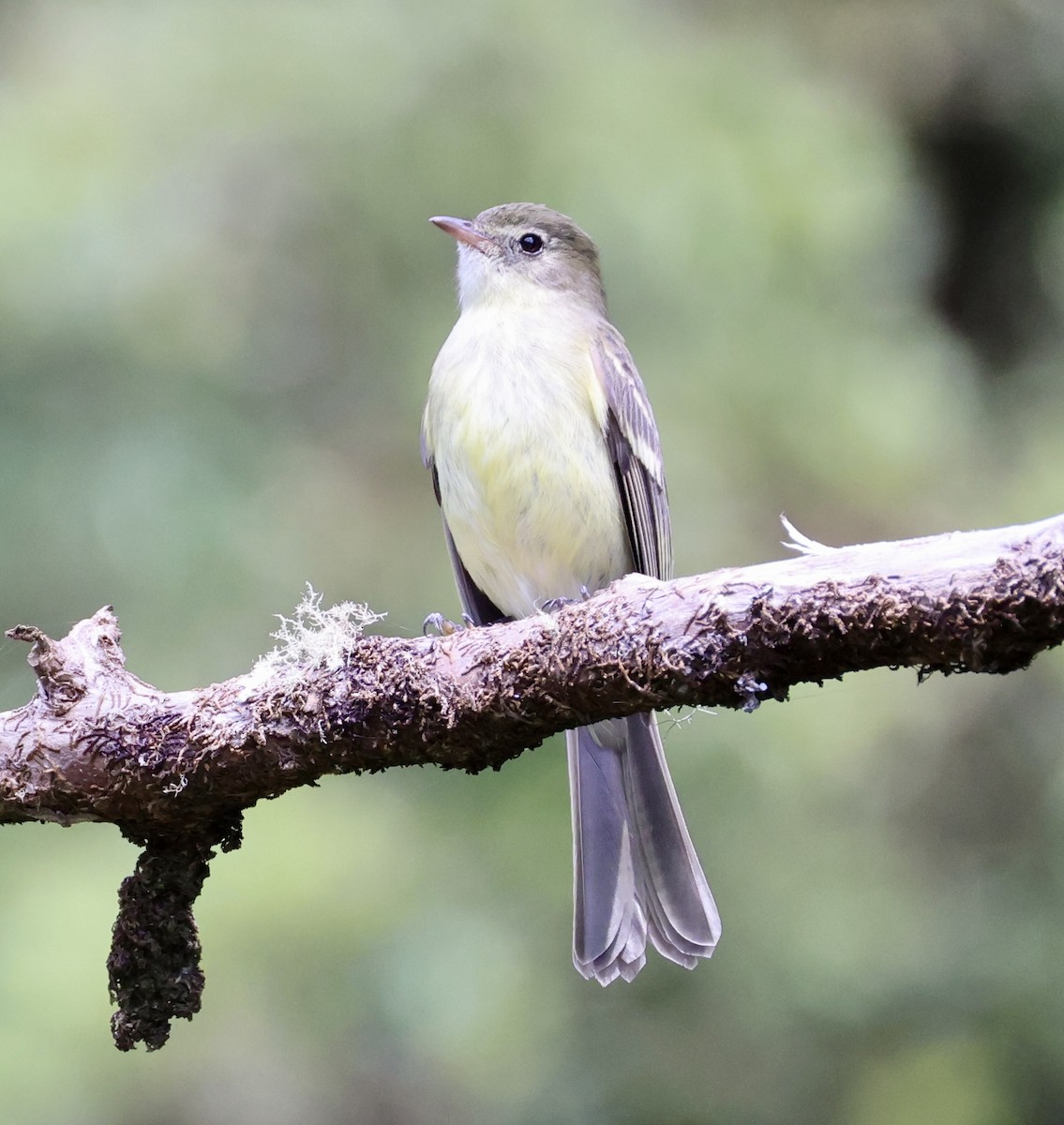 Greater Antillean Elaenia (Jamaican) - ML633399570