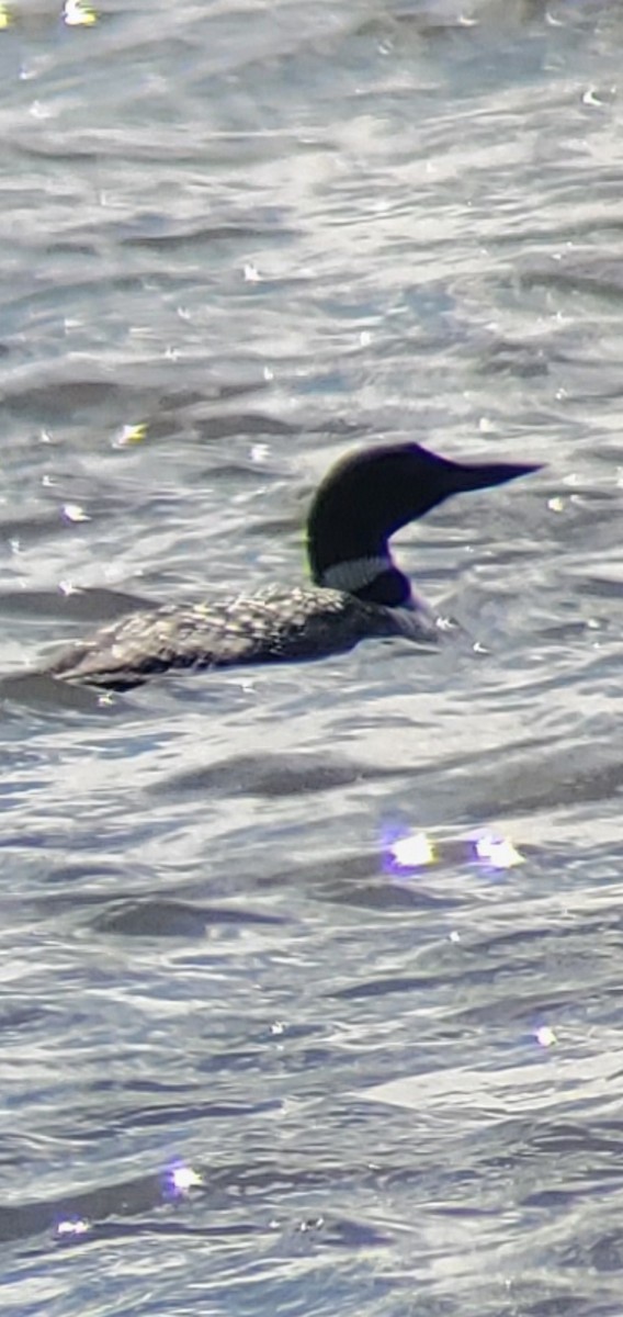 Common Loon - ML633399773